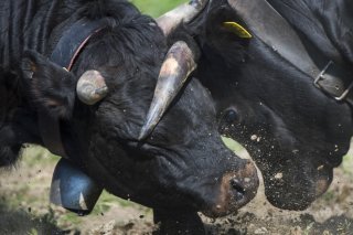 Le combat des reines de Bonatchiesse en Valais a été repoussé d'une année. Les organisateurs n'ont pas voulu prendre de risque face à l'apparition de cas de dermatose nodulaire. (Photo d'illustration) KEYSTONE/JEAN-CHRISTOPHE BOTT